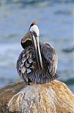 Brown Pelican